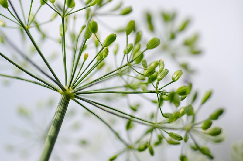Herb Collection